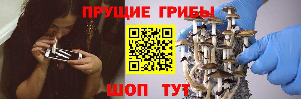 Псилоцибиновые грибы Psilocybe  Вход с VPN  Асбест 
